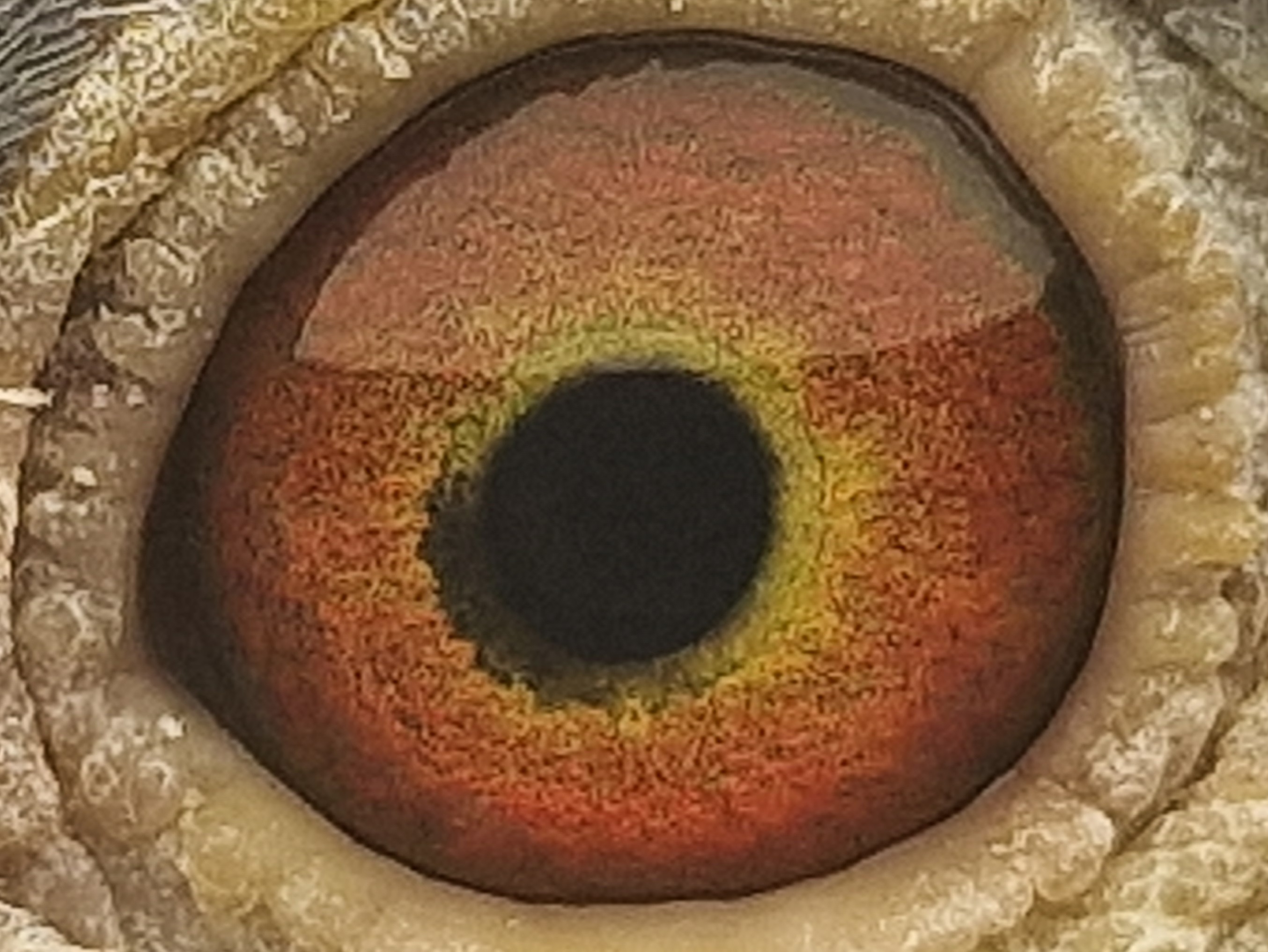 Pigeon eye